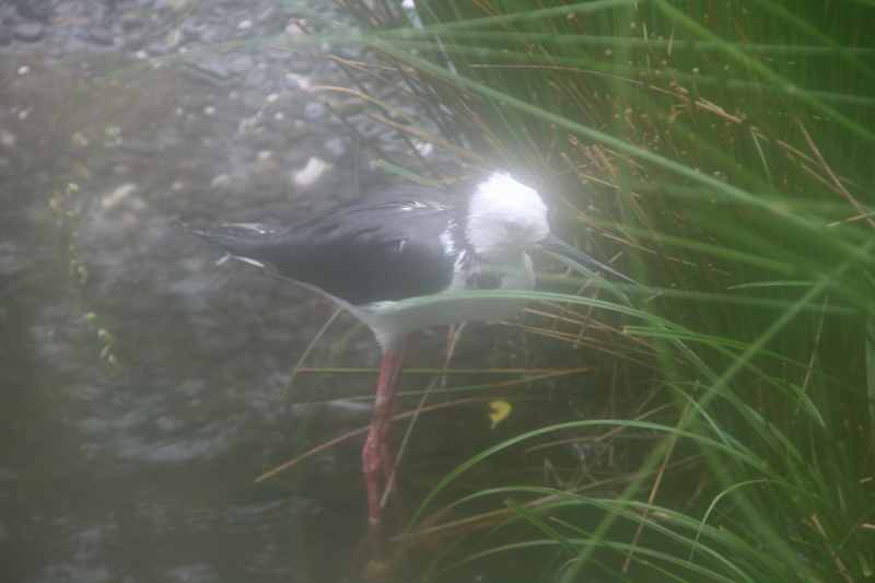 Nieuw-Zeeland 2011 - 0520